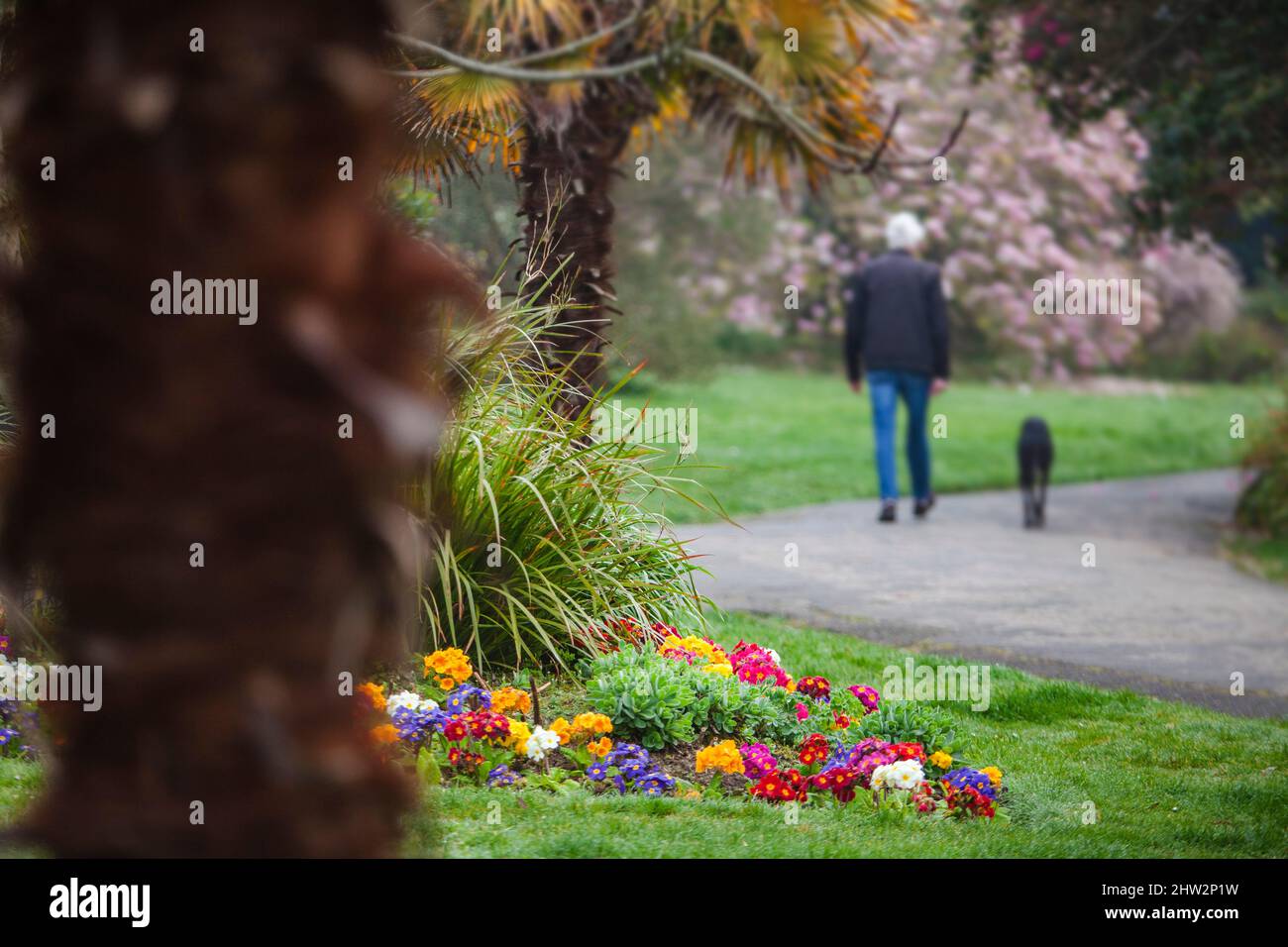 Un uomo cammina il suo cane attraverso il parco in primavera. Foto Stock