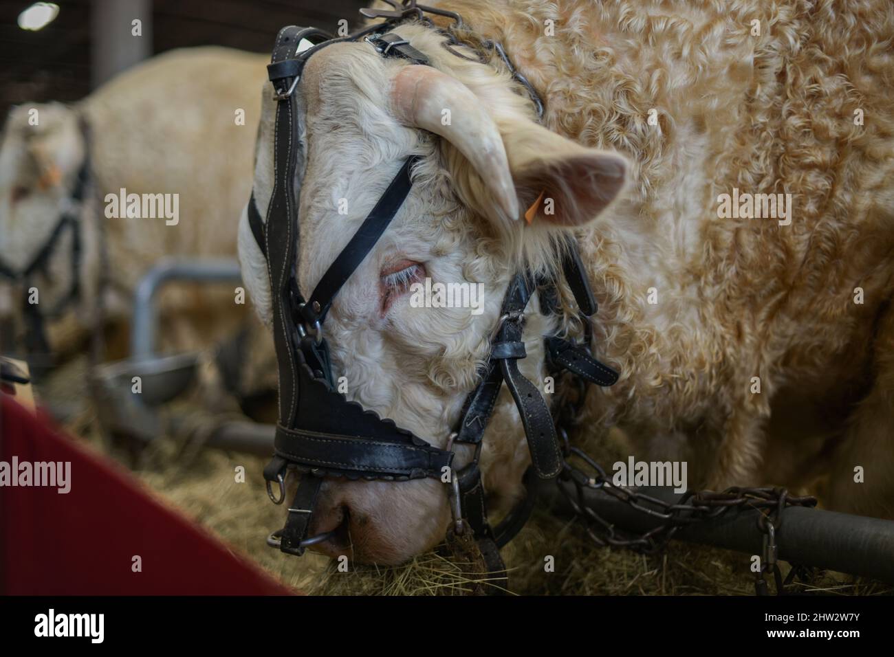 Vista di un toro di razza Charolais alla fiera agricola di Parigi Foto Stock