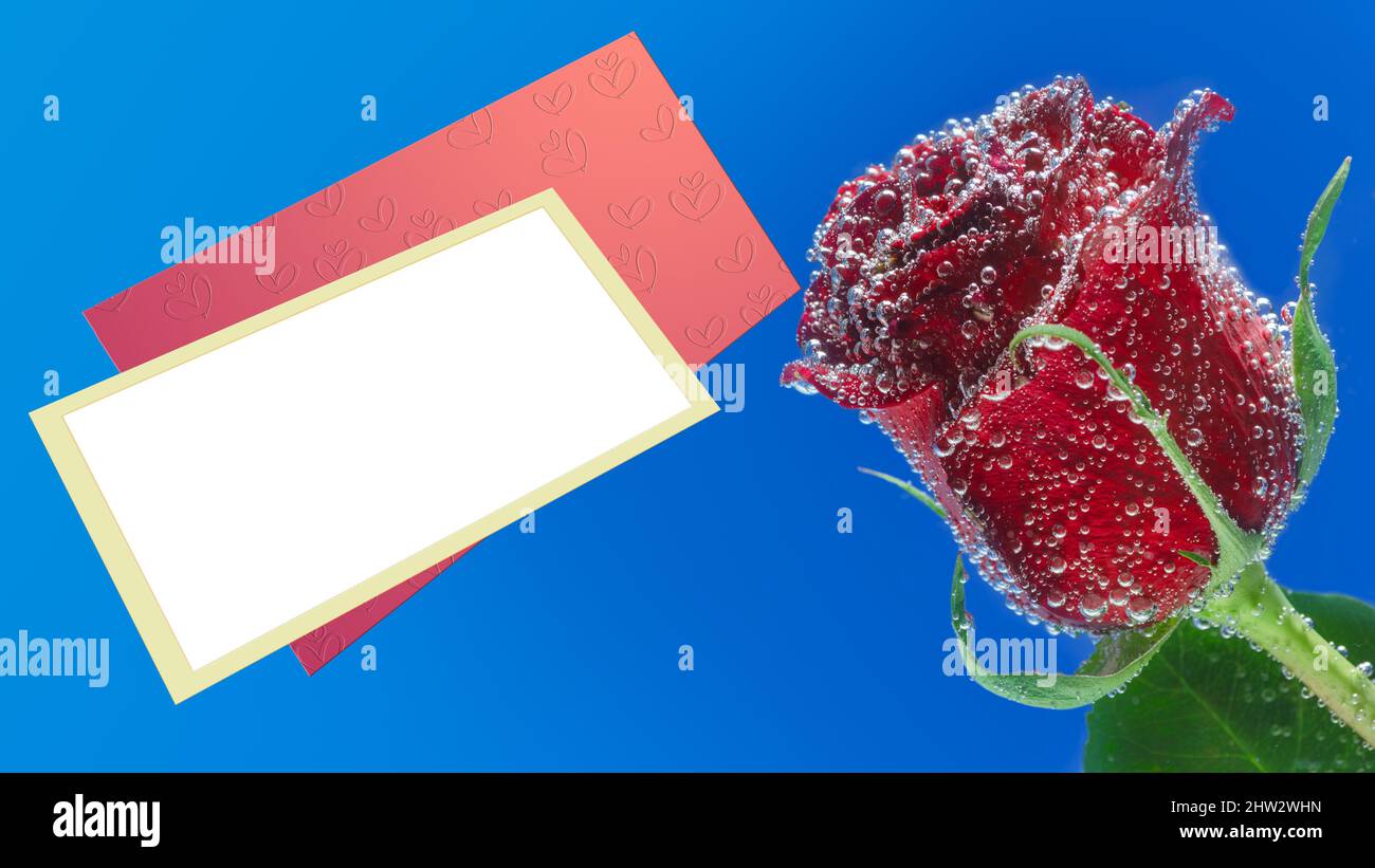 Fiore di rosa in bolle d'aria e una cornice per il testo, su sfondo blu. Fuoco selettivo, design d'arte Foto Stock