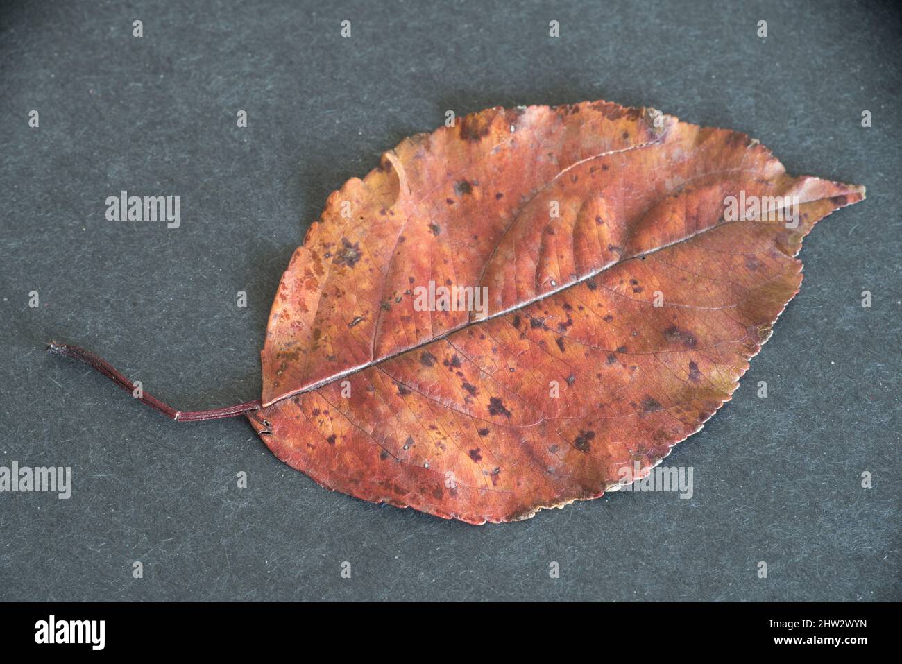 Primo piano di una foglia di cenere autunnale su sfondo nero. Foto Stock