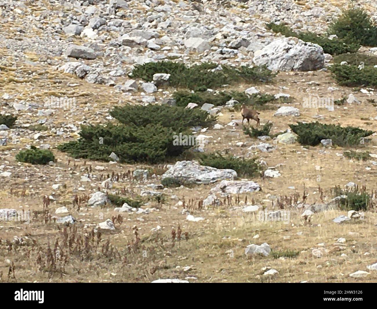 Campo vuoto con pietre e cespugli sparsi intorno al terreno coperto di erba secca Foto Stock