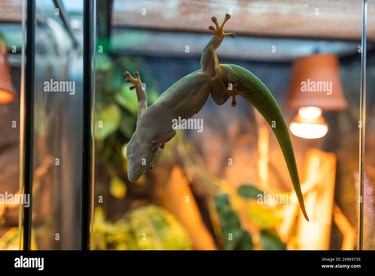 una lucertola verde attaccata al bicchiere del terrario appeso Foto stock -  Alamy