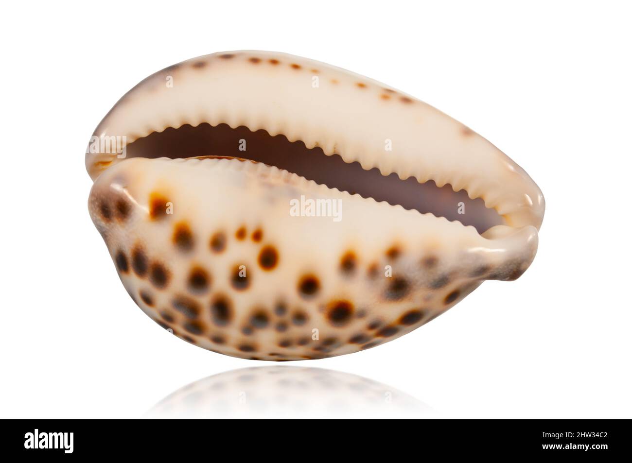 esotica conchiglia tropicale isolata su sfondo bianco con riflessi Foto Stock