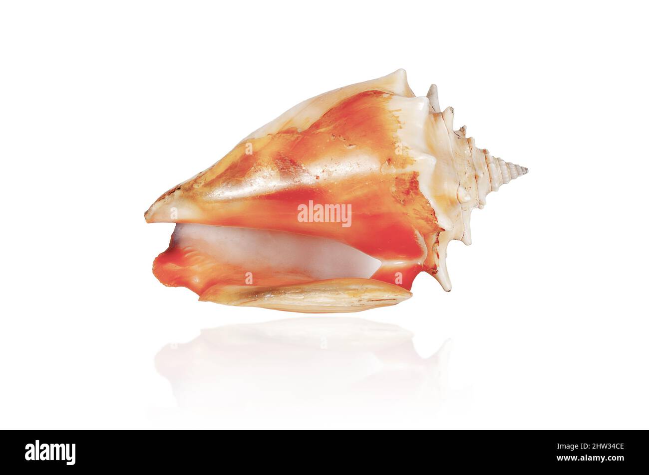 esotica conchiglia tropicale isolata su sfondo bianco con riflessi Foto Stock