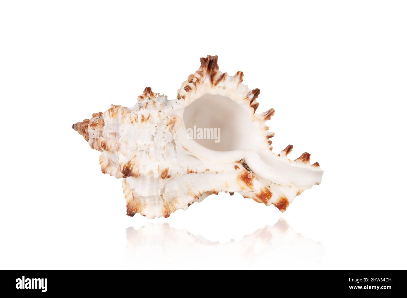 esotica conchiglia tropicale isolata su sfondo bianco con riflessi Foto Stock