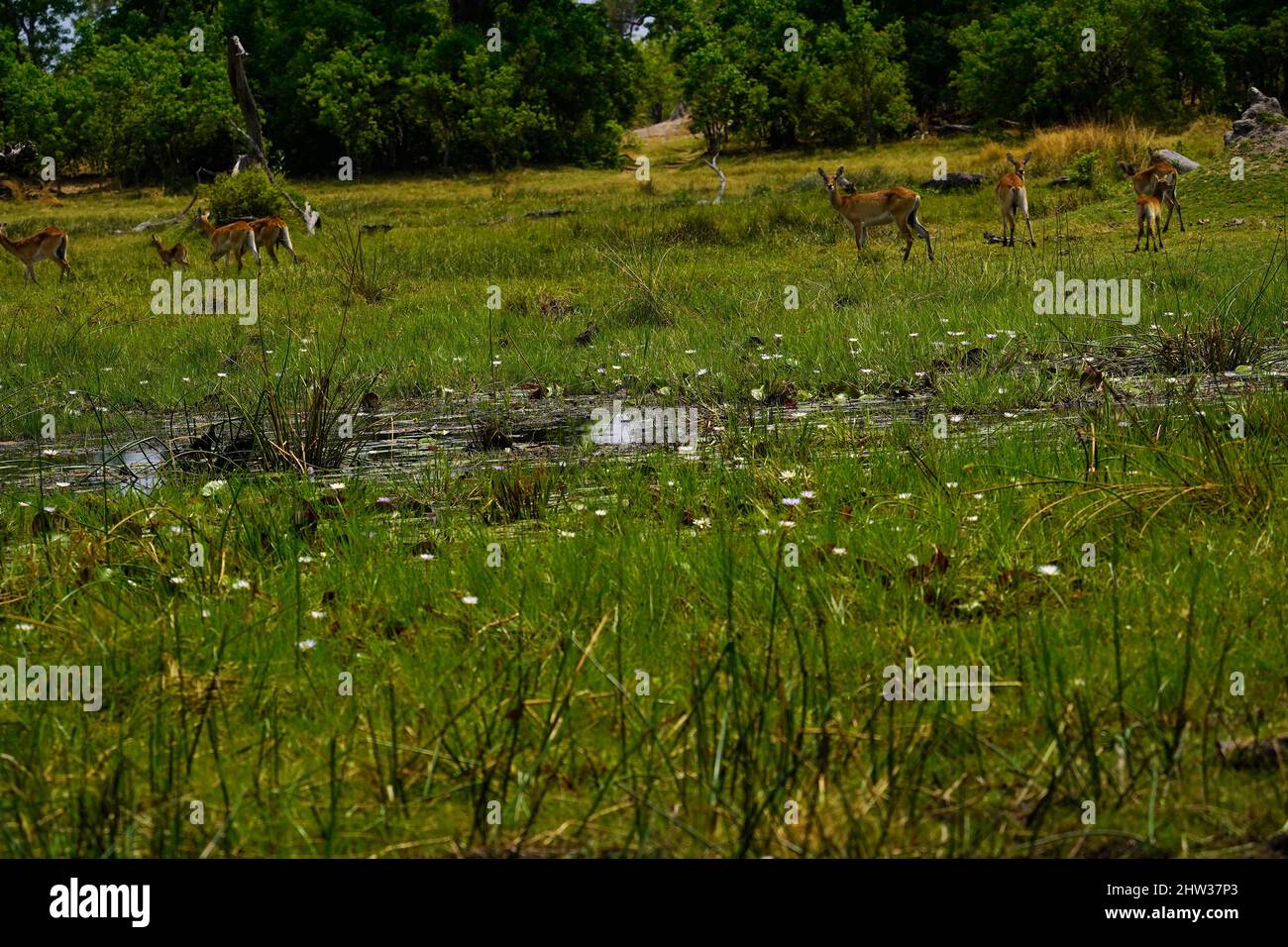 Il gioco delle pianure sulle pianure africane, le rare antilopi Roan, Greater Kudu & Impalas tutto il gioco giusto per i predatori dell'Africa Foto Stock