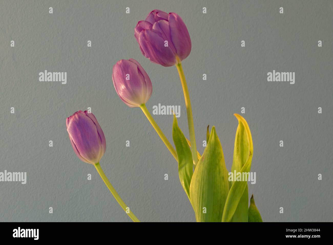 Tre belle tulipani in allineamento Foto Stock