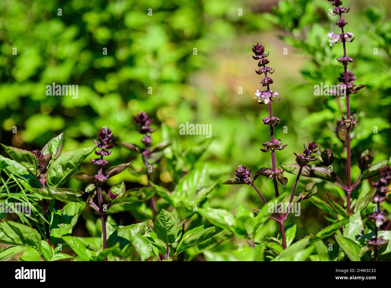 Molte foglie di basilico verde fresco e fiori in un giardino estivo solare biologico, erbe vegane sane fotografate con fuoco morbido Foto Stock