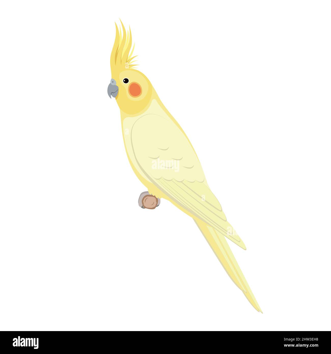 Uccello cockatiel seduto su un ramo. Illustrazione vettoriale di pappagallo cockatiel seduto su un ramo isolato su sfondo bianco. Vista laterale, profilo. Illustrazione Vettoriale