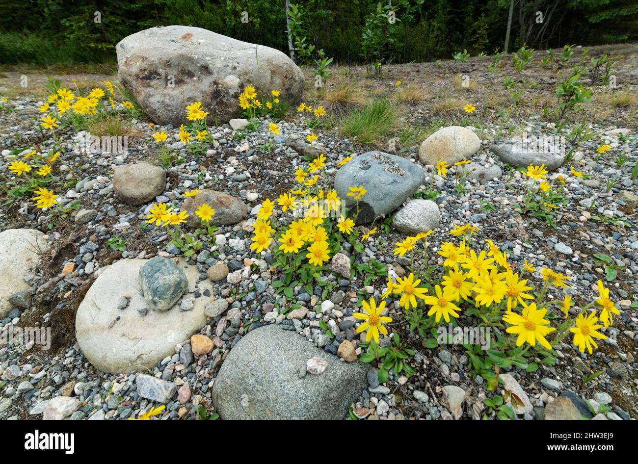 Nord America; Stati Uniti; Alaska; piante; fiori selvatici; Alpina Arnica; Arnica alpina. Foto Stock