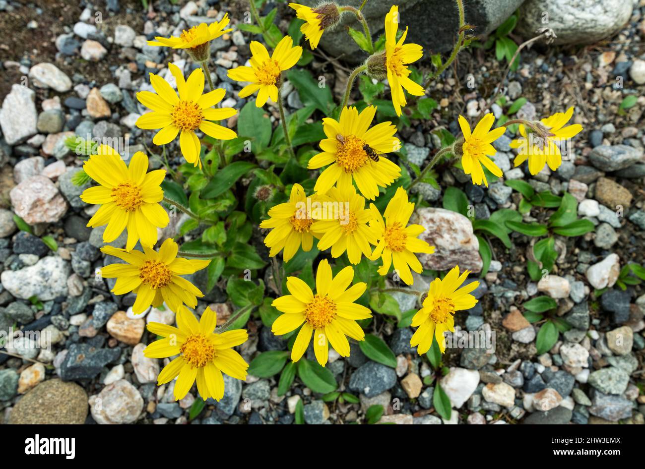 Nord America; Stati Uniti; Alaska; piante; fiori selvatici; Alpina Arnica; Arnica alpina. Foto Stock