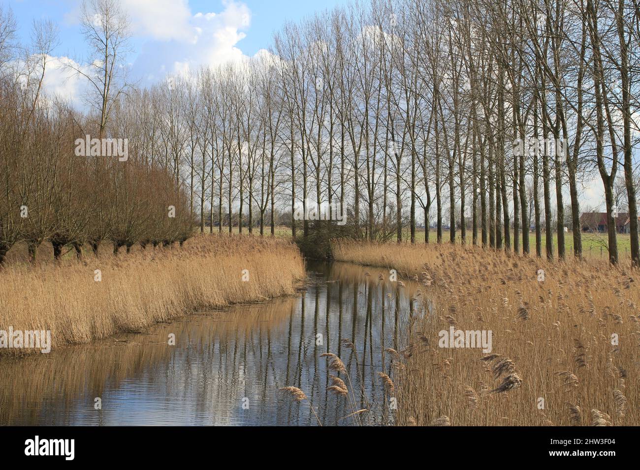 un paesaggio naturale con un torrente con grandi letti di canna e file di alberi pollarici in inverno Foto Stock