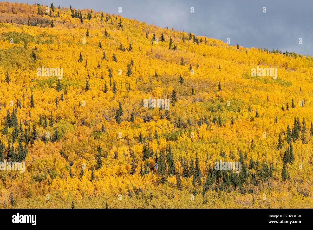 Nord America; Stati Uniti; Alaska; Nenana River Hillside: Colori autunnali; Aspen Foto Stock