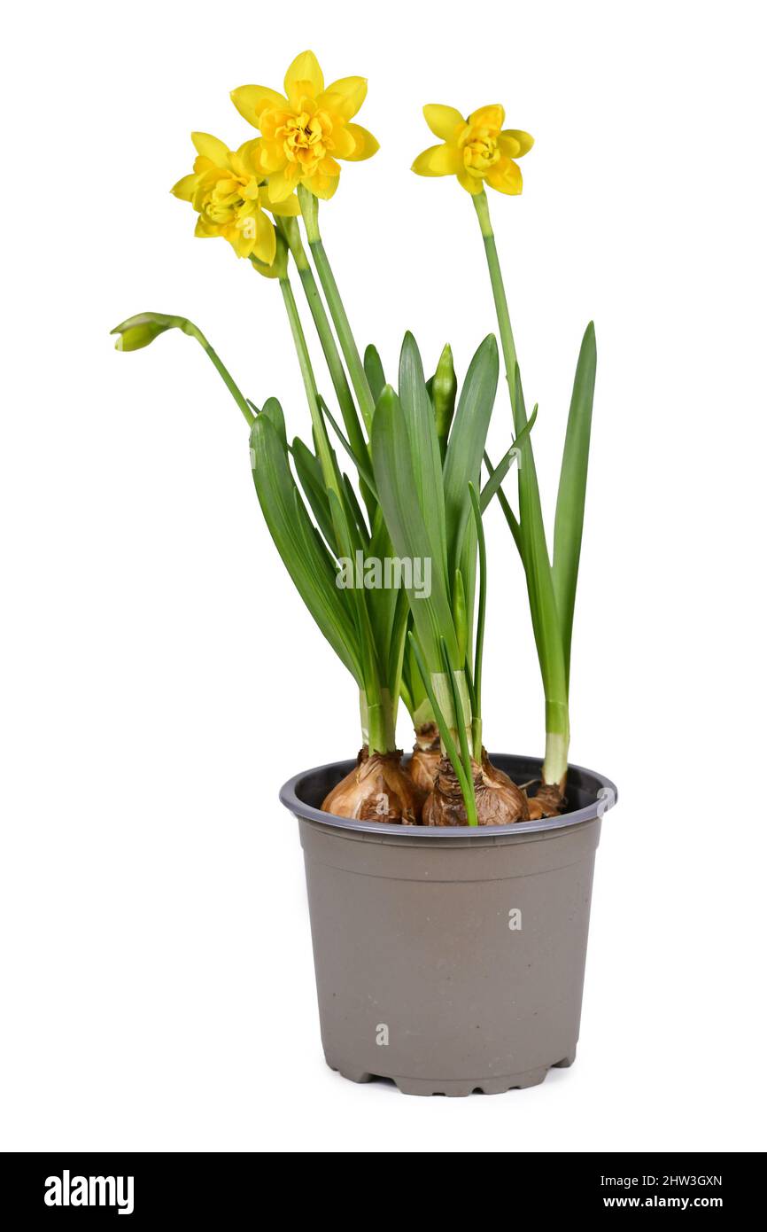 Primavera fiore pianta 'Narcissus Clamineus Tete Boucle' in fiore in vaso di fiori su sfondo bianco Foto Stock