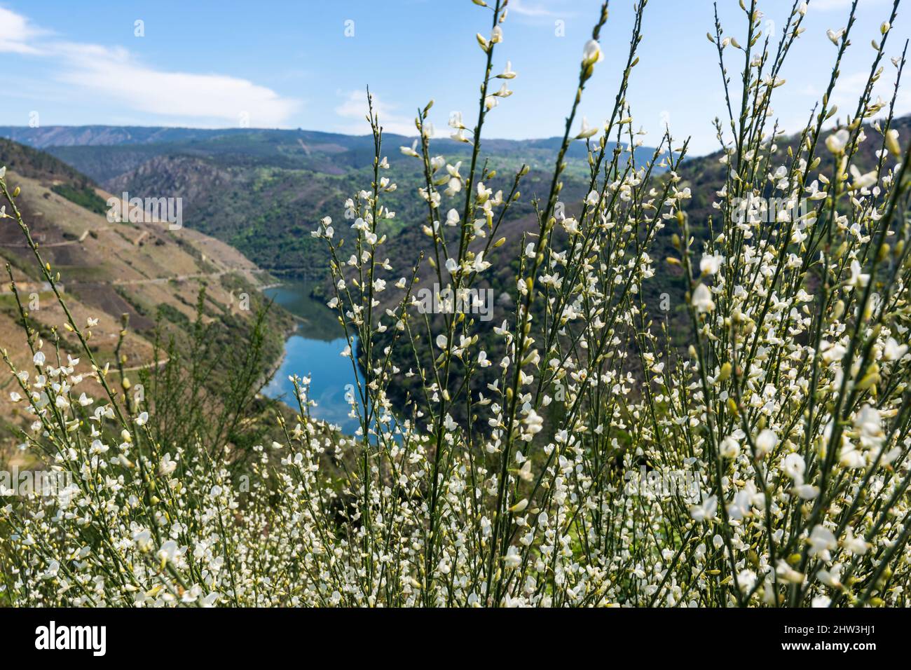Splendida vista sul canyon del fiume Sil tra montagne e fiori bianchi in primo piano in Ribeira Sacra Foto Stock