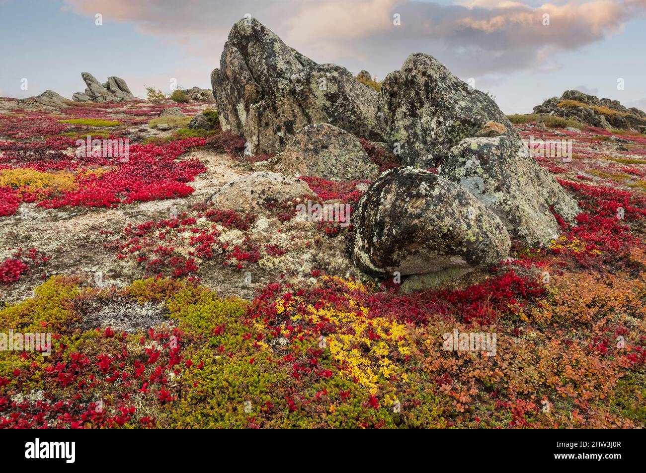 Nord America; Stati Uniti; Alaska; Finger Mountain; autunno; Tundra; piante; bacche alpine (Arctostaphylos alpina) Foto Stock