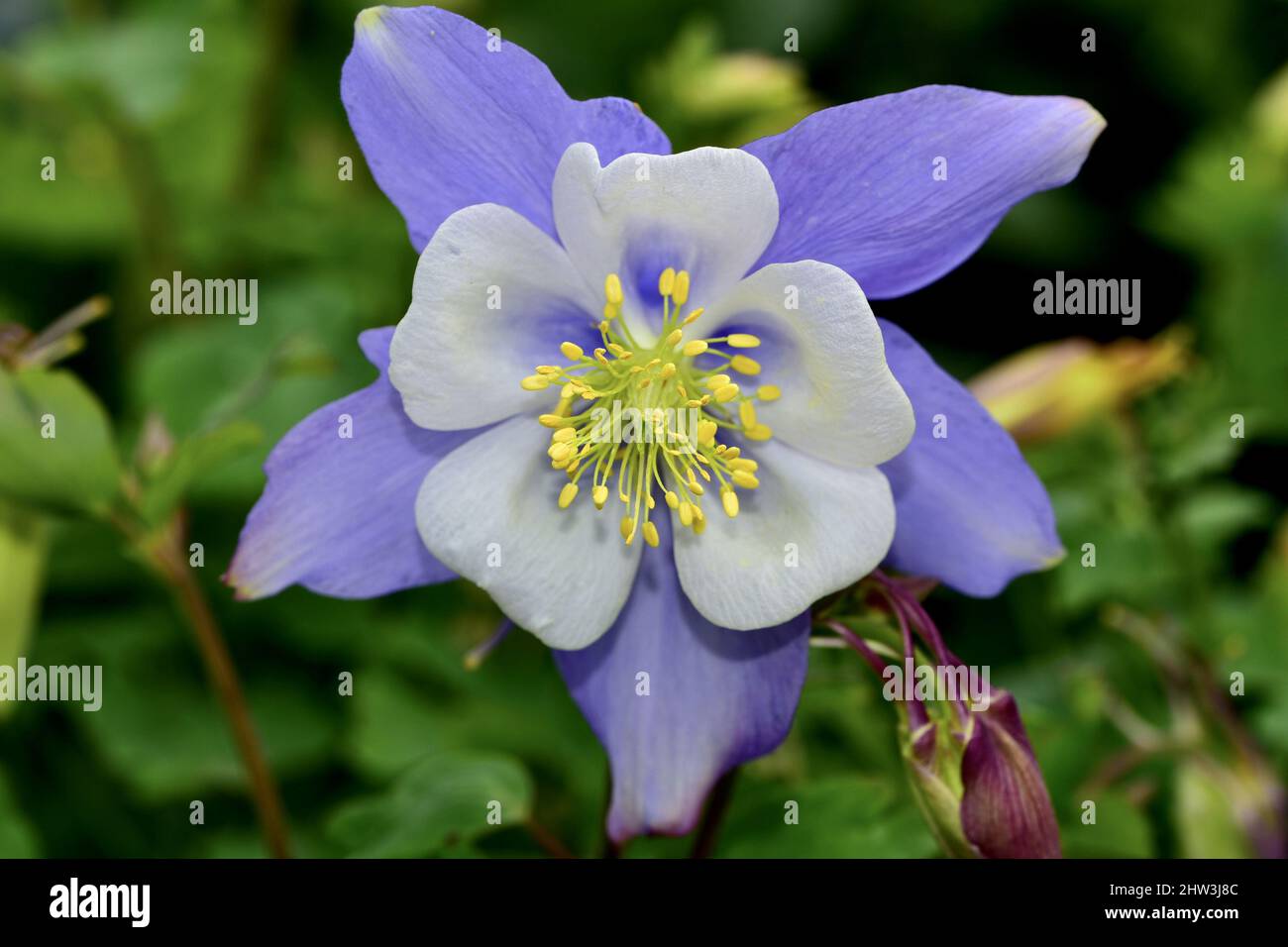 Primo piano di un Songbird Bluebird Columbine fiore in un giardino Foto Stock