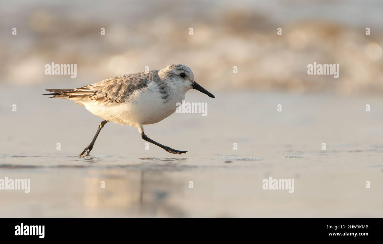 Sanderling (Calidris alba) che attraversa la spiaggia, Norfolk del Nord, Regno Unito. Cute uccello di guado. Foto Stock