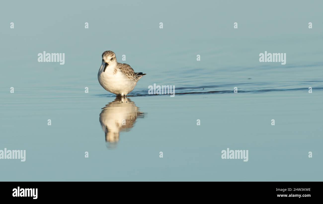 Sanderling (Calidris alba) guado in una piscina sulla costa. Cute UK wader in una scena minimalista fauna selvatica. Foto Stock