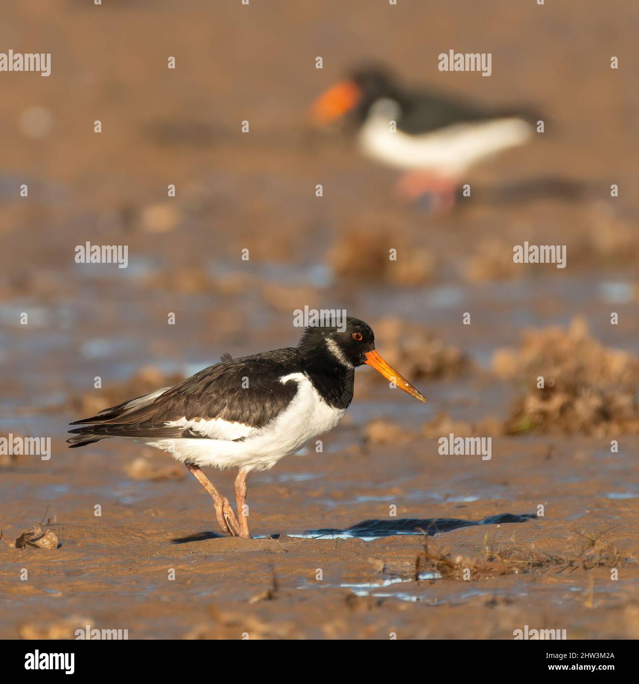 Ostercatcher eurasiatico (Haematopus ostralegus) ritratto. Uccello da guado britannico, costa nord del Norfolk. Foto Stock