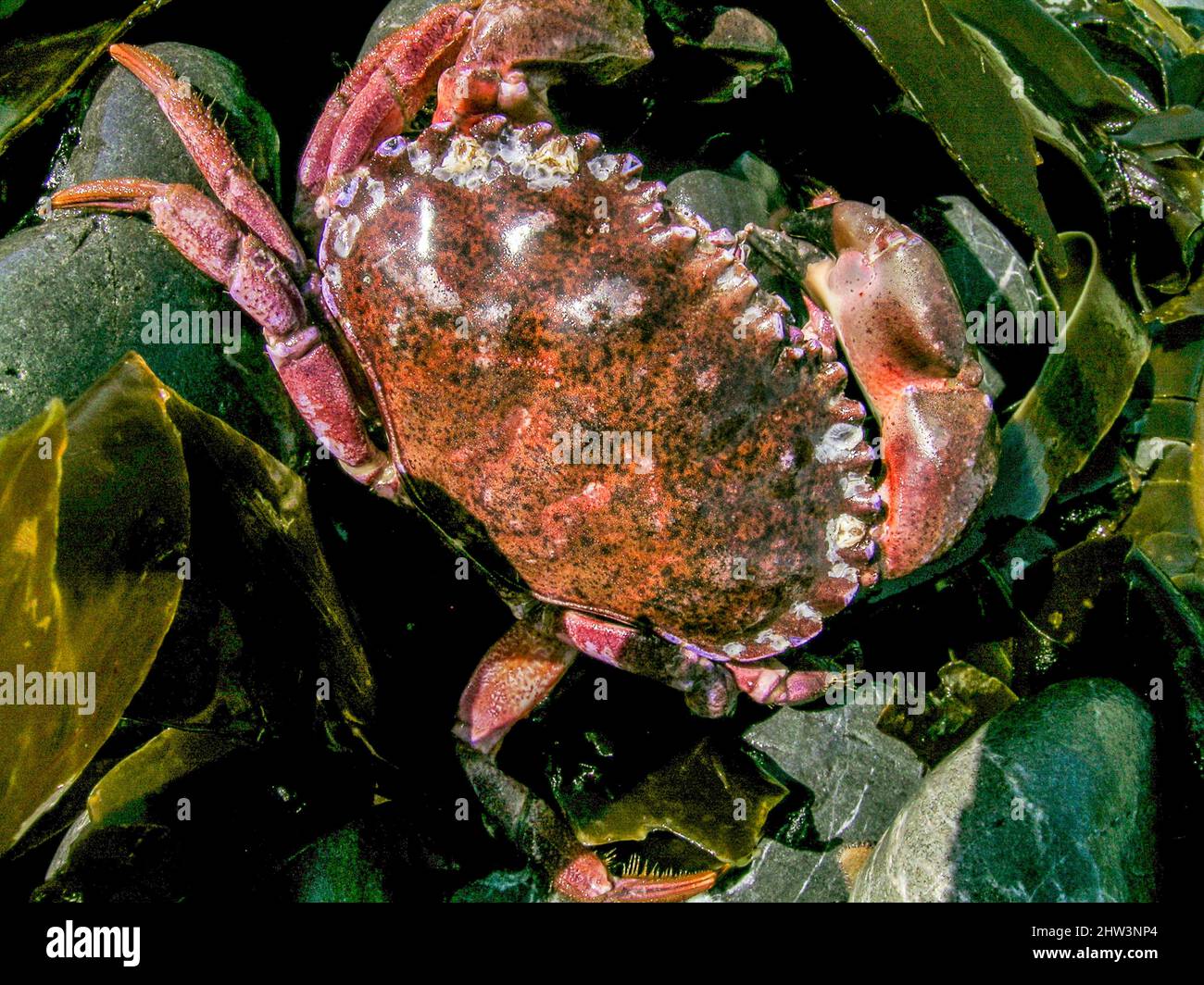 Cancer productus, una delle numerose specie note come granchi di roccia rossa, è un granchio del genere Cancer trovato sulla costa occidentale del Nord America. Foto Stock