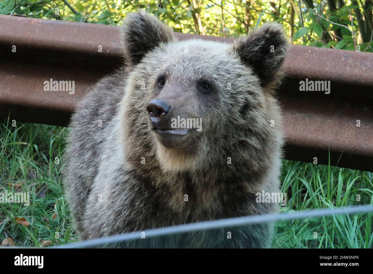 Scatto di un orso marrone del bambino, estratto da un finestrino aperto dell'automobile, autostrada di Transfagarasan, Romania 2021 Foto Stock