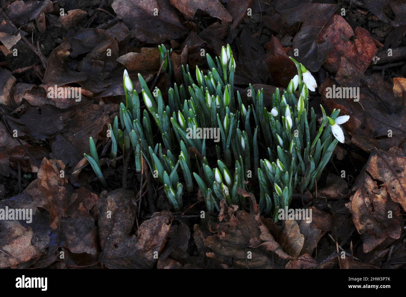 Snowdrops appena apertura in inverno. Dorset, Regno Unito Foto Stock