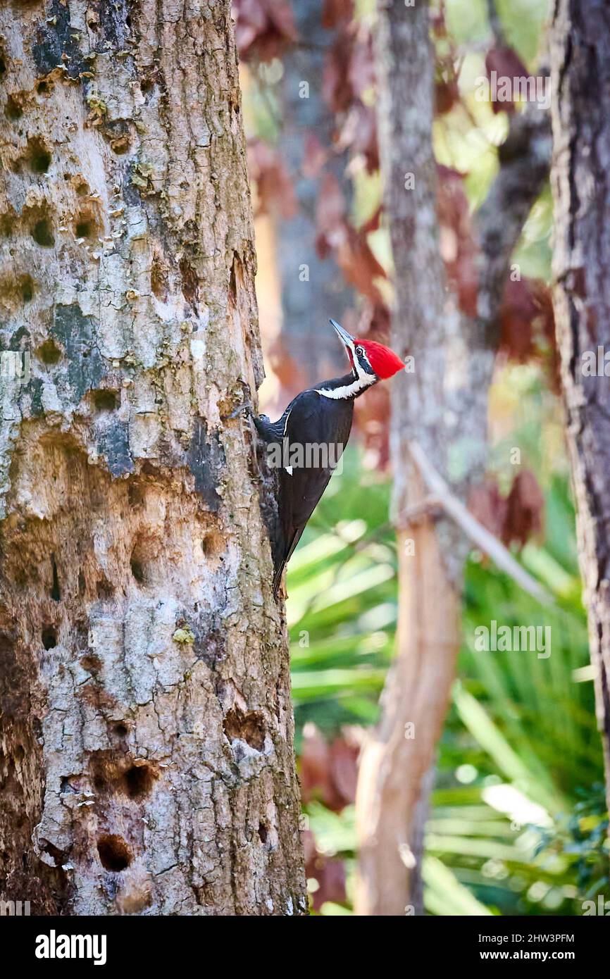 Maschio Pileated Woodpecker alla ricerca di insetti allo Skidaway Island state Park, Georgia. Foto Stock