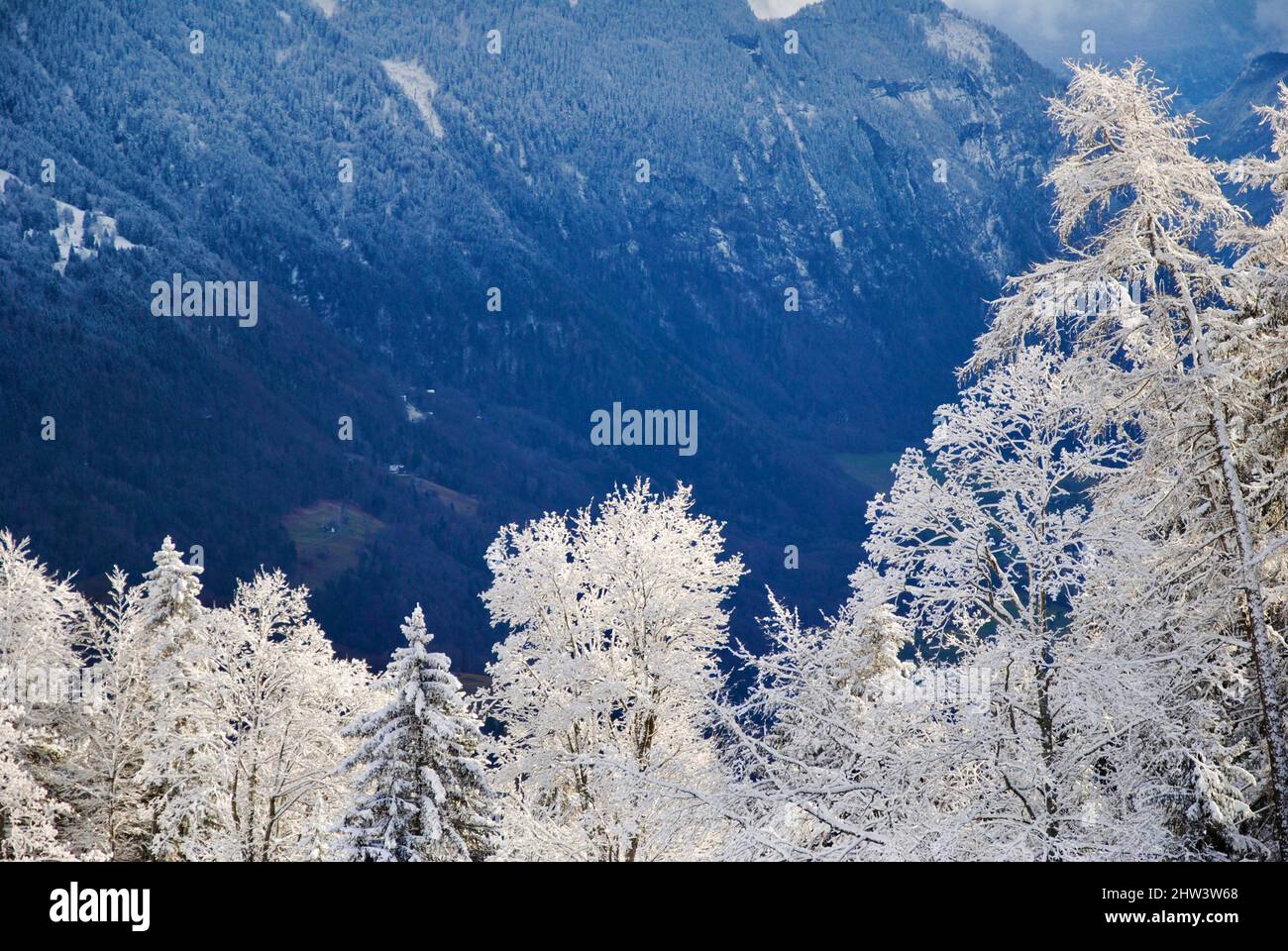 Neve e gelo alberi coperti dopo la tempesta di neve a Les Ecumvets, Villars nelle Alpi svizzere Foto Stock