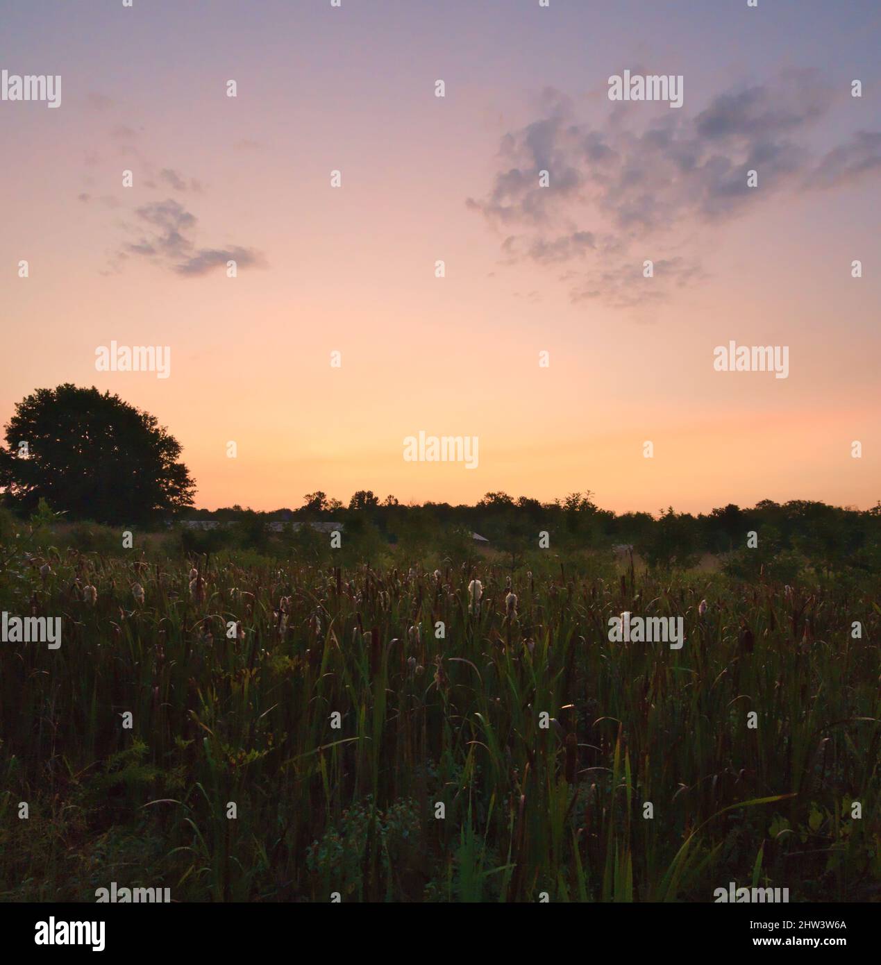Un'immagine paesaggistica di un'alba estiva molto colorata sulle zone umide del Kentucky. Foto Stock