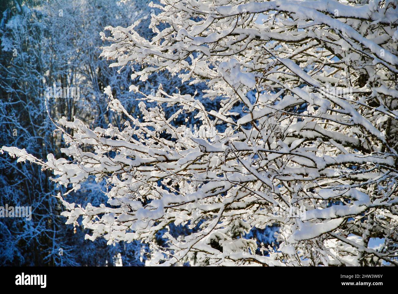 Neve e gelo alberi coperti dopo la tempesta di neve a Les Ecumvets, Villars nelle Alpi svizzere Foto Stock