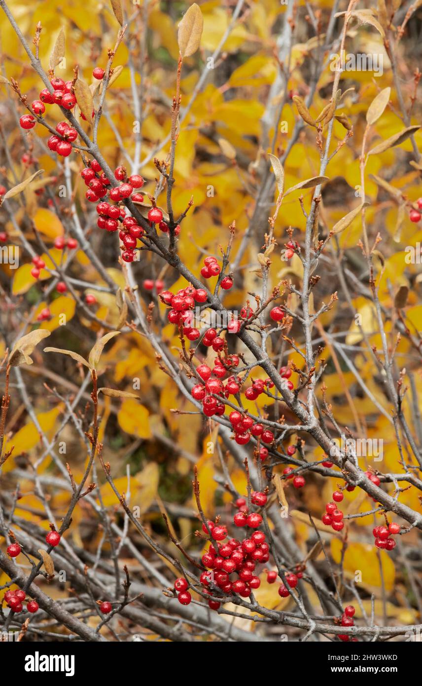 Bacche di soia, piante selvatiche, autunno, Artico, Brooks Range Mountains, Alaska Foto Stock