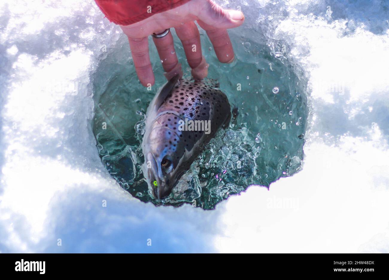 Mano che tocca un grande pesce catturato nella pesca del ghiaccio sul lago Foto Stock