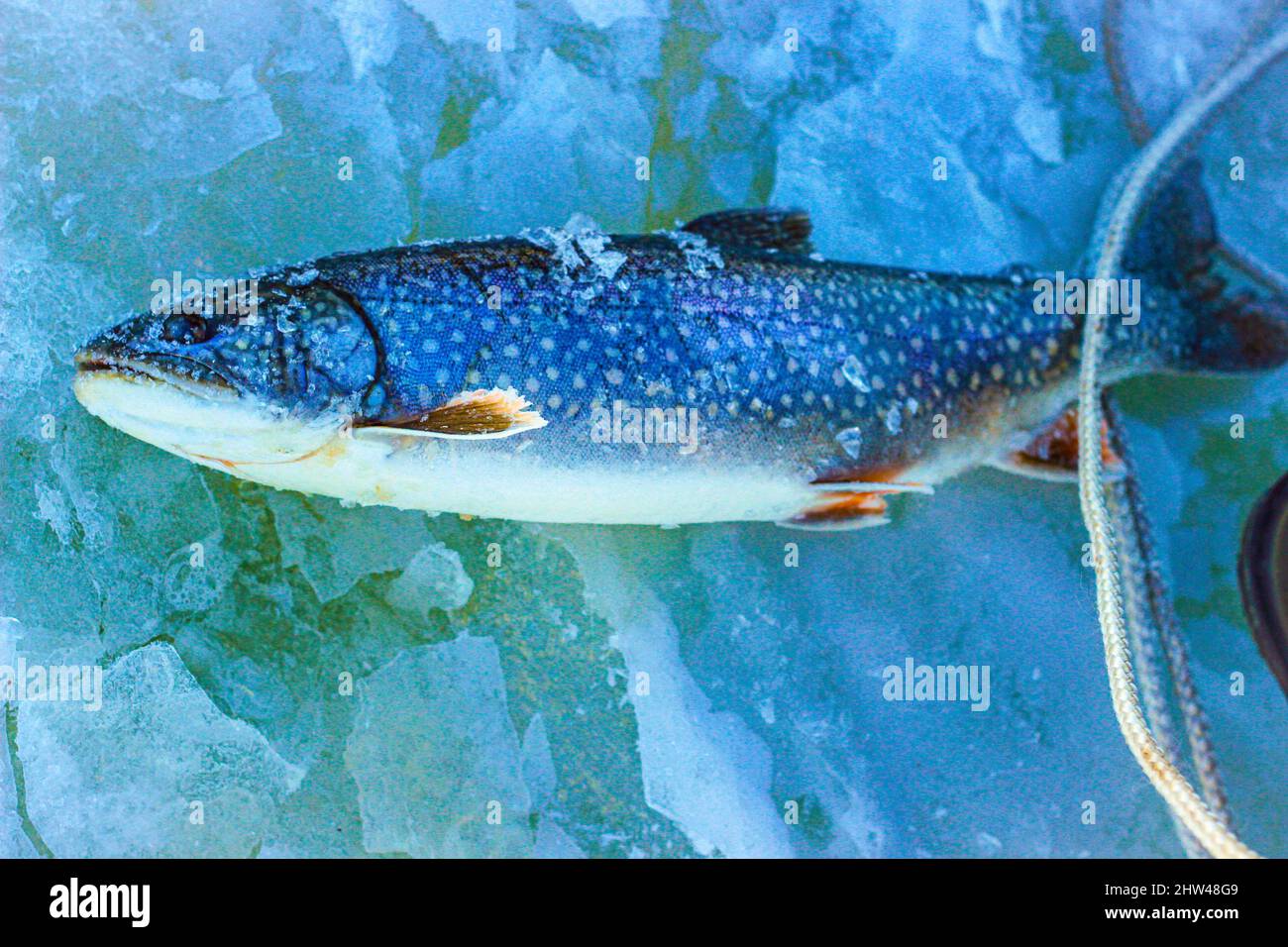 Primo piano di un grande pesce catturato nella pesca del ghiaccio sul lago Foto Stock