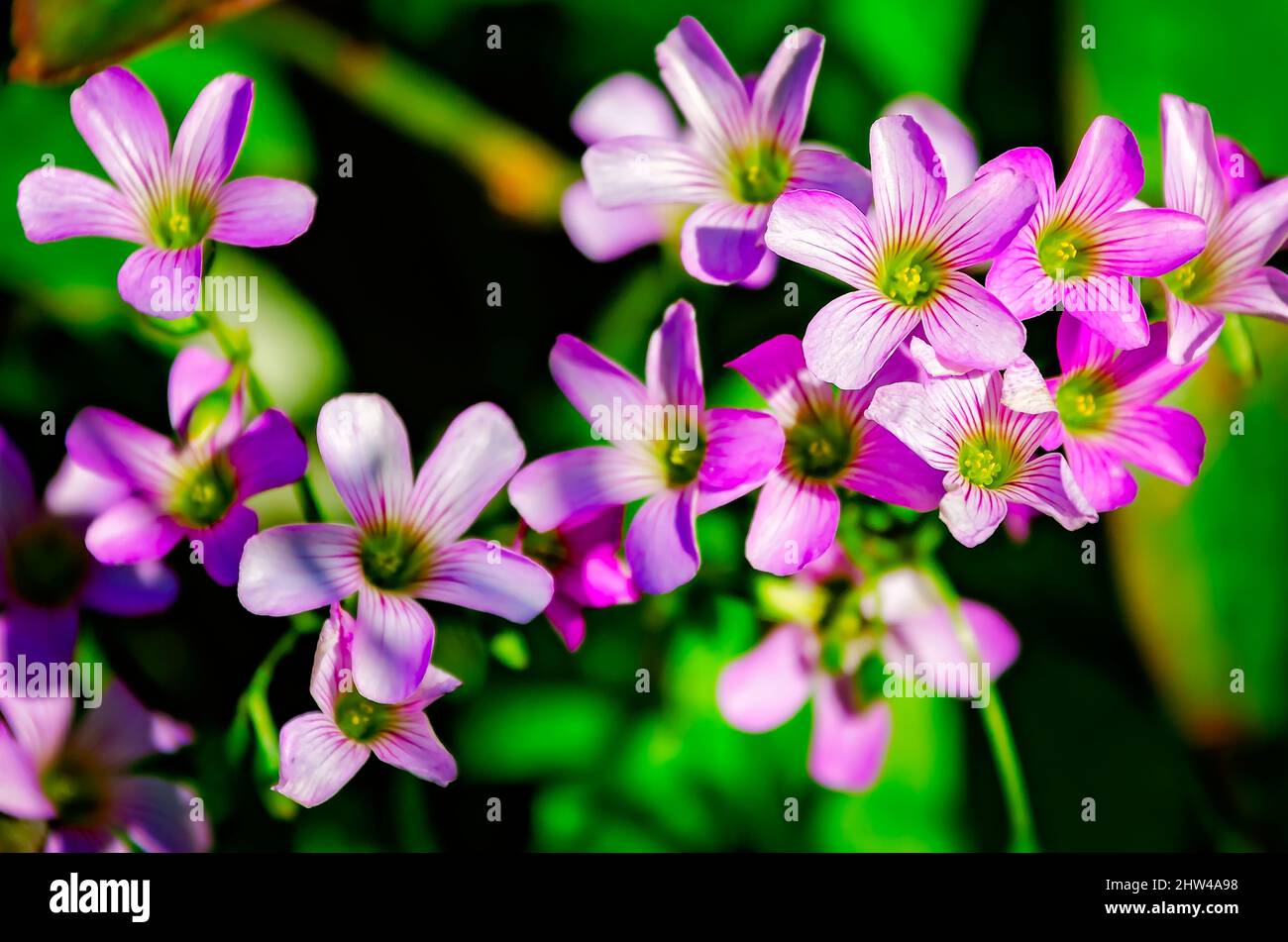 Il legno rosa sorrel (Oxalis debilis) cresce selvaggio, 1 marzo 2022, a Bayou la Batre, Alabama. La pianta perenne è originaria del Sud America. Foto Stock