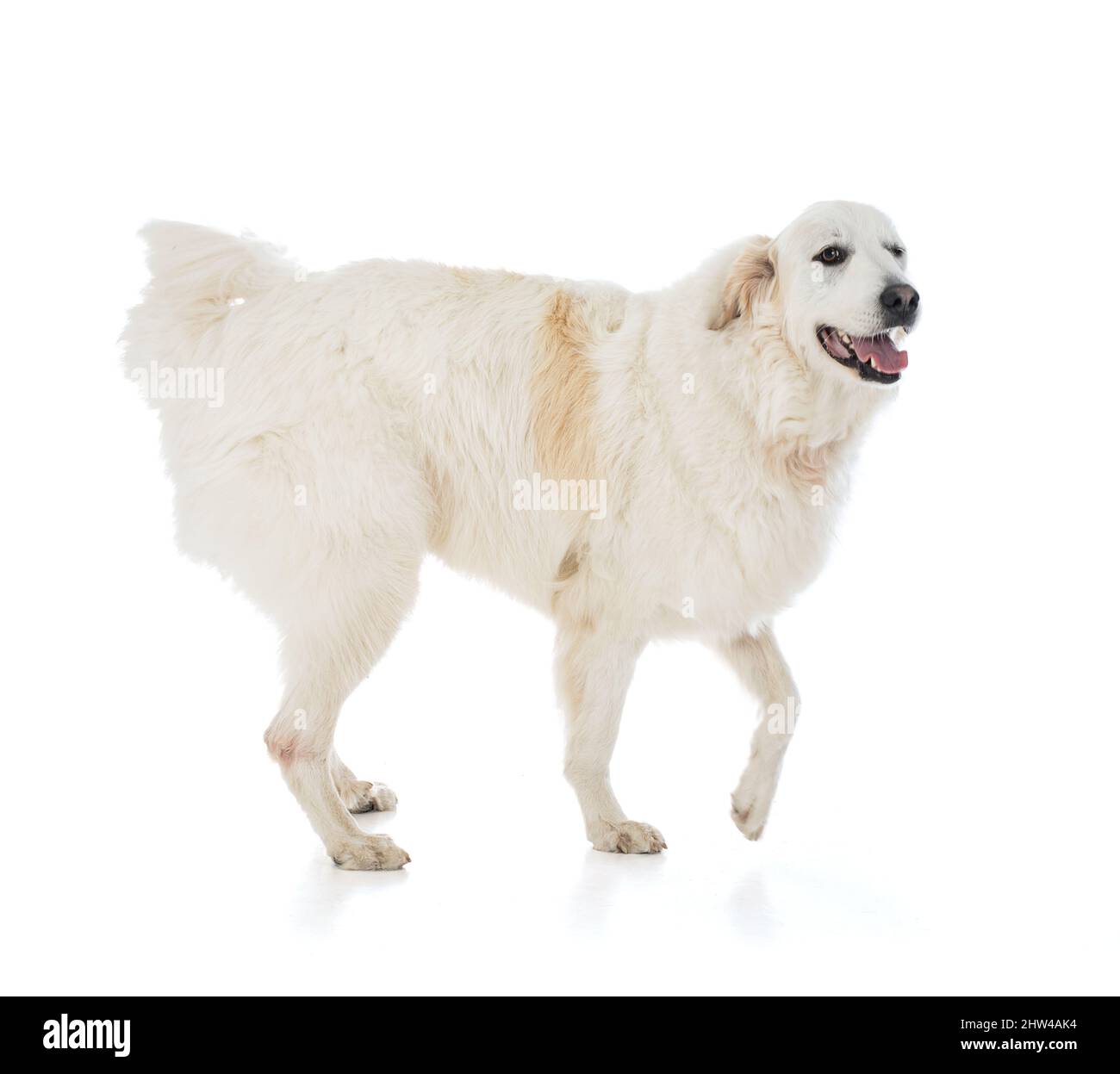 Great Pyrenees o Pyrenean Mountain Dog su sfondo bianco Foto Stock