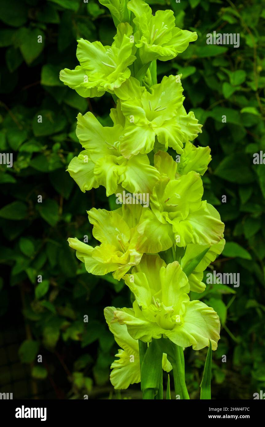 Primo piano di grandi fiori verdi di Gladiolus Stella verde su uno sfondo di foglie un estate fioritura cormo perenne che è mezzo hardy Foto Stock