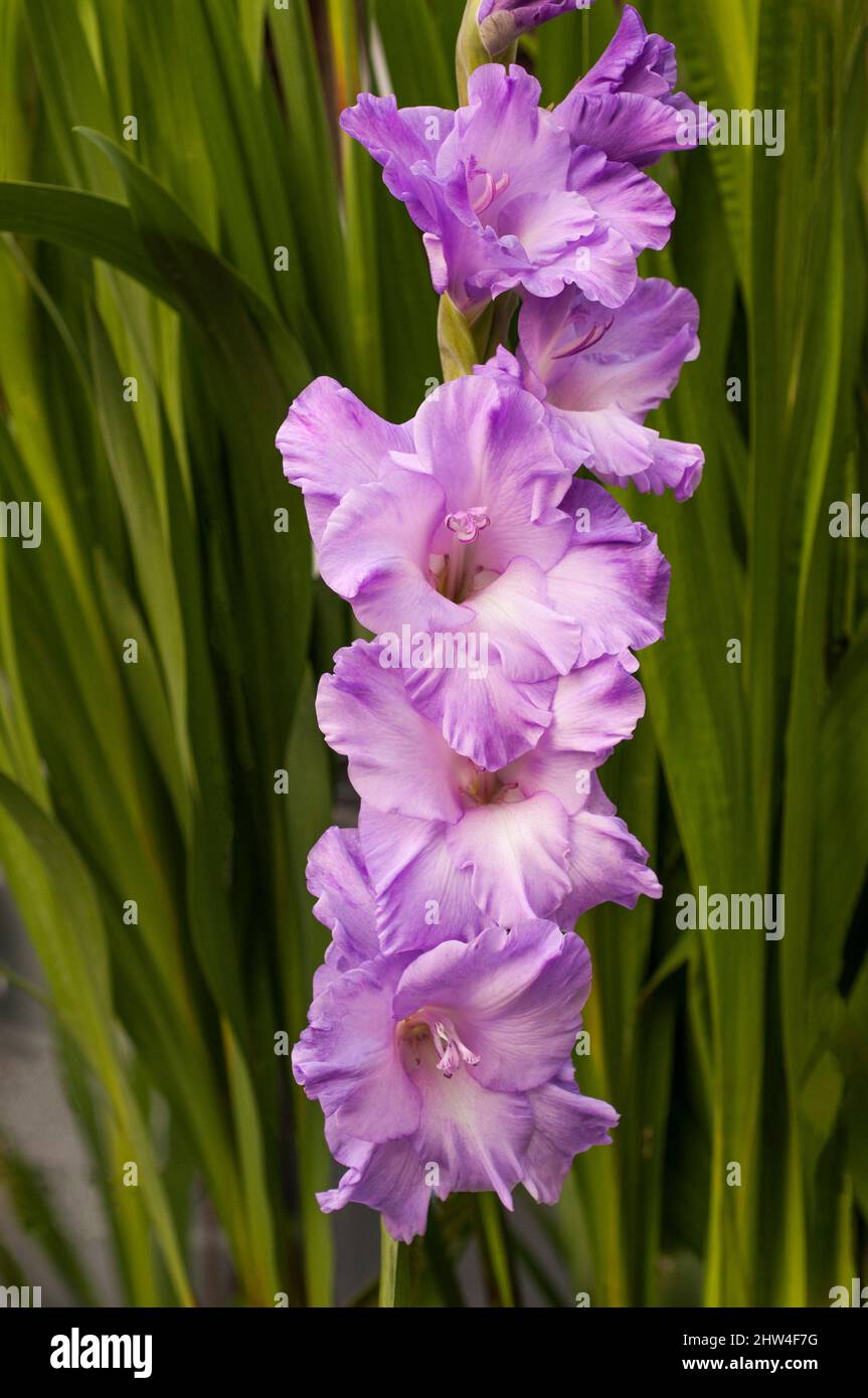 Primo piano di grandi fiori Lilac fioriti di Gladiolus Milka su uno sfondo di foglie un'estate fioritura cormo perenne che è mezzo hardy Foto Stock