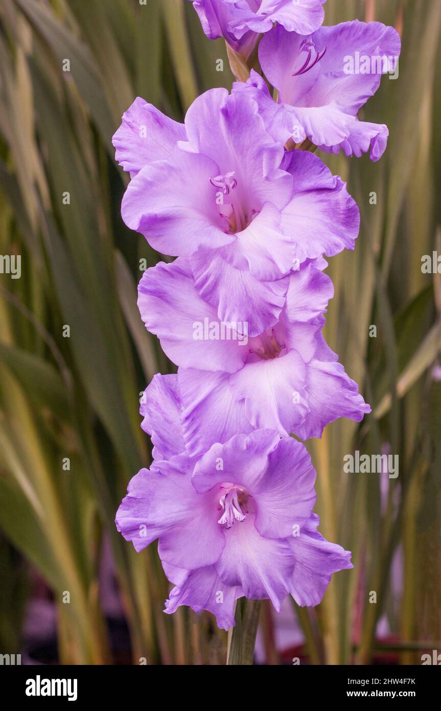 Primo piano di grandi fiori Lilac fioriti di Gladiolus Milka su uno sfondo di foglie un'estate fioritura cormo perenne che è mezzo hardy Foto Stock