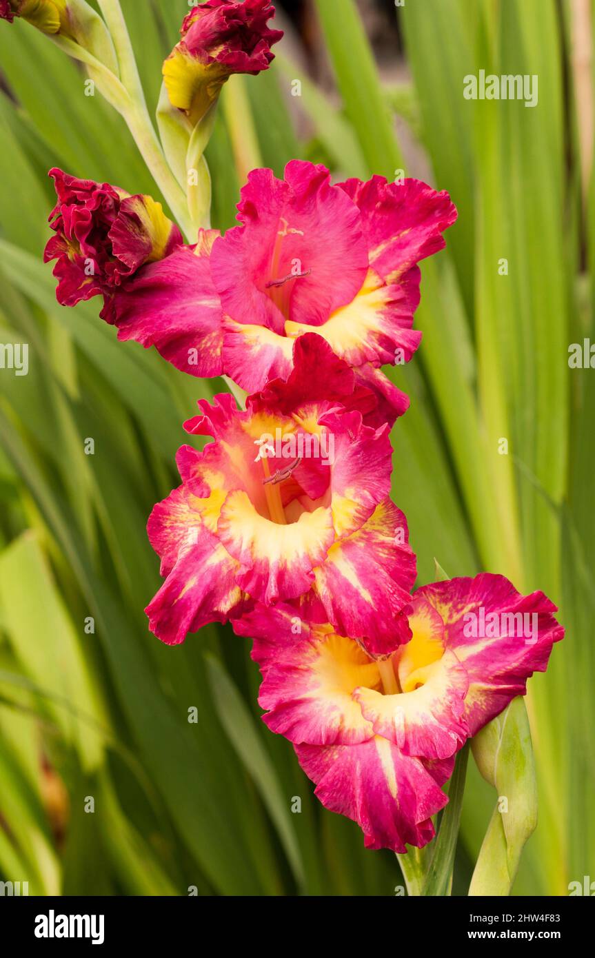 Primo piano di grandi fiori rossi e gialli di Gladiolus Stereo su uno sfondo di foglie un'estate fioritura cormo perenne che è mezzo hardy Foto Stock