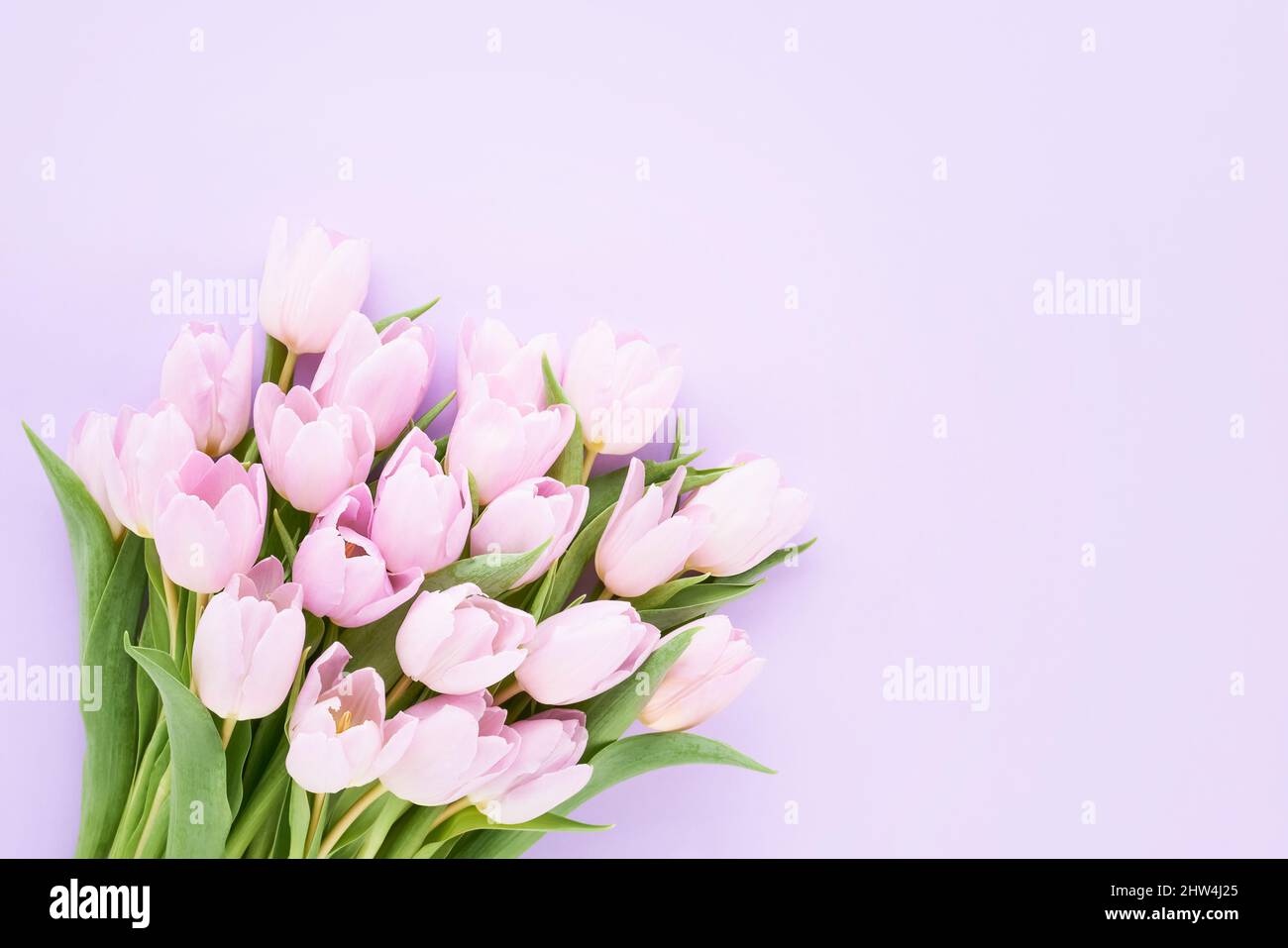 Mazzo di tulipani rosa su sfondo lilla. Festa della mamma, giorno di San Valentino, festa di compleanno. Biglietto di auguri. Spazio di copia per il testo, vista dall'alto Foto Stock