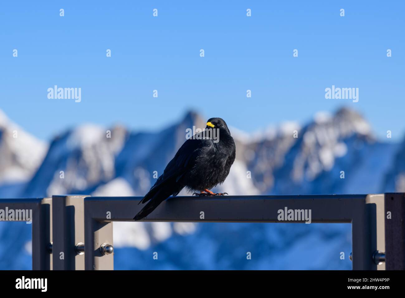 Questa foto di paesaggio è stata scattata in Europa, in Francia, Rhone Alpes, in Savoia, nelle Alpi, in inverno. Vediamo un uccello all'Aiguille du Midi nel Mont Foto Stock