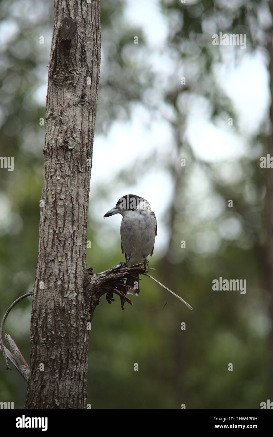 Uccello macellaio australiano arroccato su un ramo di albero rotto Foto Stock