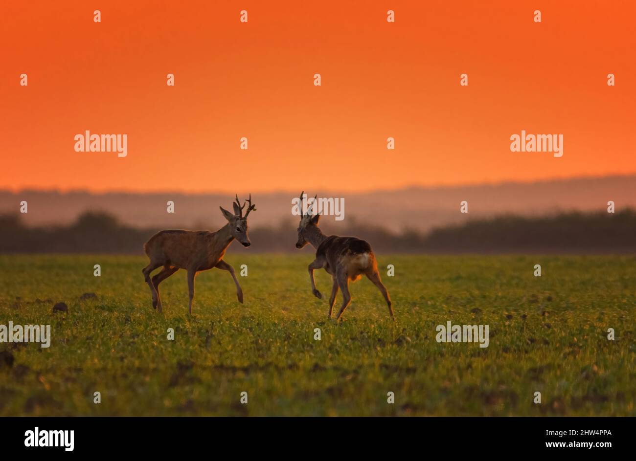 Cervo selvatico (Dama Dama) che suona in autunno mattina magica , all'alba Foto Stock