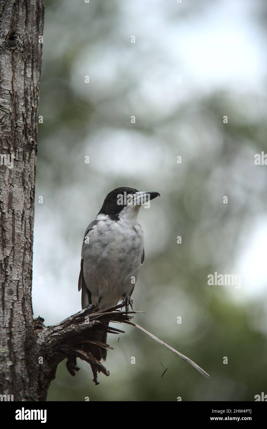 Uccello macellaio australiano arroccato su un ramo di albero rotto Foto Stock
