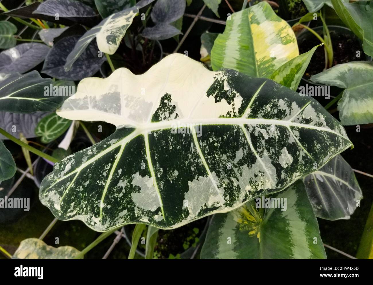 Belle foglie bianche e verdi di pianta variegata di Alocasia Frydek Foto Stock