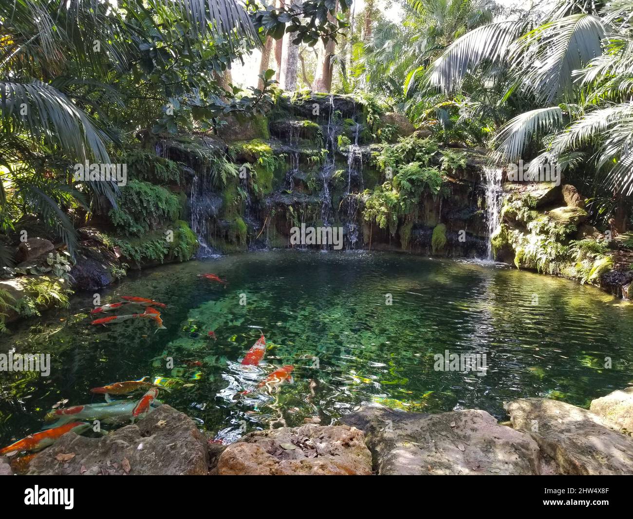 Bellissimo laghetto koi decorato con piante tropicali verdi Foto Stock