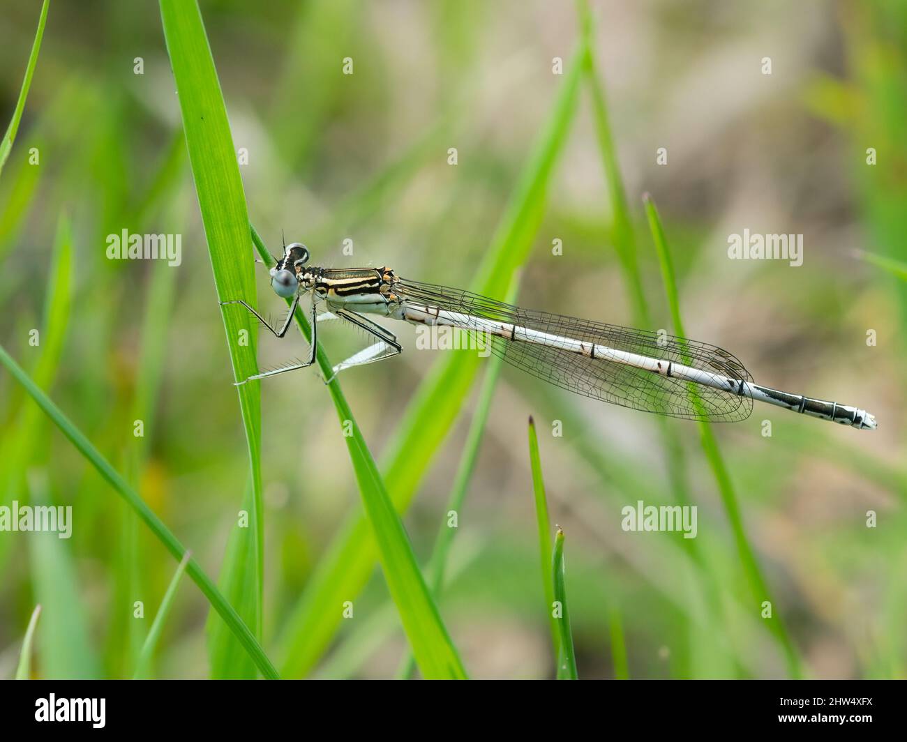 Un damselfly di zampa di piume blu (pennipes Platycnemis) che riposa su una pianta, giorno di sole in estate Foto Stock