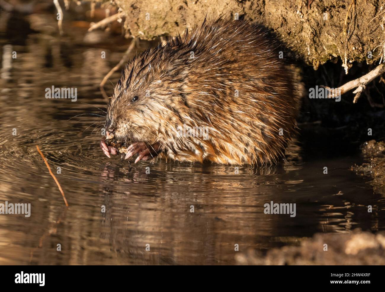 Un Muskrat abilmente usando le sue mani (o mano-come piedi anteriori) con artigli rosa affilati, per tenere un pezzo di corteccia molle che sta consumando. Foto Stock