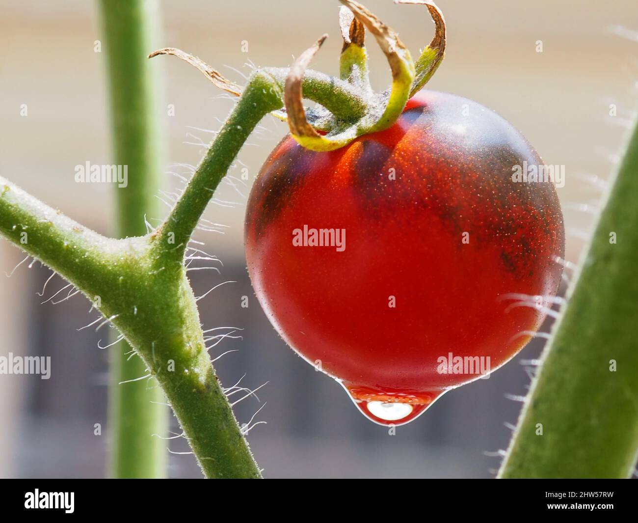 Un 'spuntino notturno' varietà di pomodori ciliegini appesi ad una pianta di pomodoro sano vite in estate subito dopo un giardino annaffiatura. Foto Stock